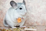 Die Ernährung von Chinchillas sollte an ihr natürliches Verhalten angepasst werden.