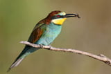 Bienenfresser_Aufmacher.jpg