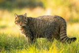 europaeische-wildkatze