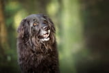 GraueSchnauzen_Aufmacher.jpg
