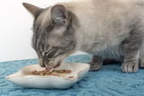 Tipps_Katzenfutter_A.jpg