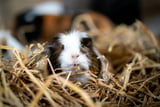 Gesunde Meerschweinchen