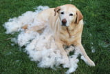Hund im Fellwechsel