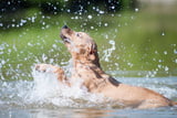 SchwimmenHund_Aufmacher.jpg
