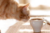 Katzentrinken.jpg