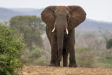 Afrikanischer Elefant