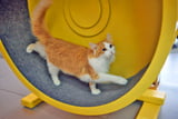 Katzenlaufrad_Aufmacher.jpg
