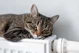 katze-heizung.jpg