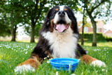 Hund Hitze Futter 1