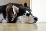 Schlechte_Laune_Hunde_Aufmacher.jpg