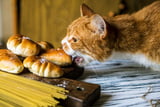 Katze-giftig_Aufmacher.jpg