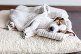 WasträumenHunde_Aufmacher.jpg