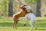 Bissverletzung beim Hund