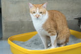 Katzenkot_Aufmacher.jpg