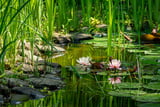 Gartenteich Aufmacher