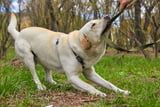HundbeisstLeine_Aufmacher.jpg