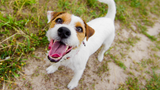 Warum Hunde bellen