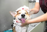 Hund richtig baden: Tierärztin erklärt, worauf zu achten ist
