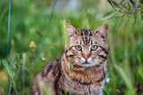 Getigerte Katzen