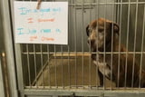 Ginger sucht ein neues Zuhause