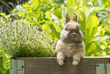 Kaninchen_Futter
