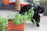 Kräutergarten Katze 01