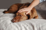 wissen-hunde-dass-sie-sterben