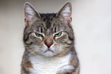Katzenlaune_Aufmacher.jpg