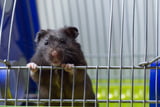 Bevor der Hamster einzieht, muss sein Heim vorbereitet werden.