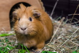 Meerschweinchengehege