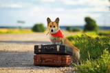 Reise_Hund_Übungen_Aufmacher.jpg