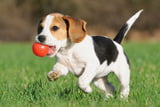 So viel Bewegung brauchen Hundewelpen