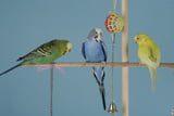 Was ist beim Vogelkauf zu beachten?