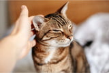 Zoonosen zwischen Mensch und Katze