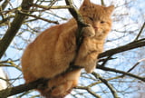 Übergewicht bei Katzen