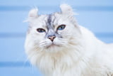 Seltene-Katzenrasse_Aufmacher.jpg