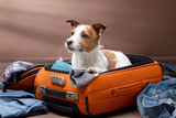 Packliste_Urlaub_Hund.png