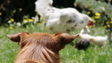 Wenn der Hund wildert - 6 Tipps, die helfen