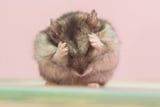 Hamster Pflege