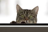 Gefahren für Katze vermeiden