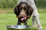 Hundtrinktnicht_Aufmacher.jpg