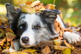 Herbstgrasmilben.jpg