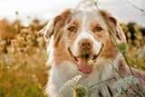 Nachhaltig_leben_Hund_Aufmacher.jpg