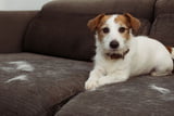 hundehaare-entfernen-auto-sofa.jpg