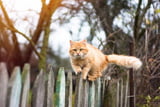 Freigang_Katze.jpeg