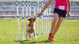 Hund trainiert mit seinem Frauchen