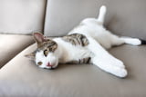 Einzelkatze_Aufmacher.jpg