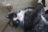 katze-abwechslung-spiele.jpeg