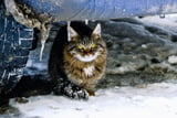 Streunerwinter_Aufmacher.jpg