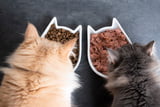 Aufmacher Nassfutter vs Trockenfutter